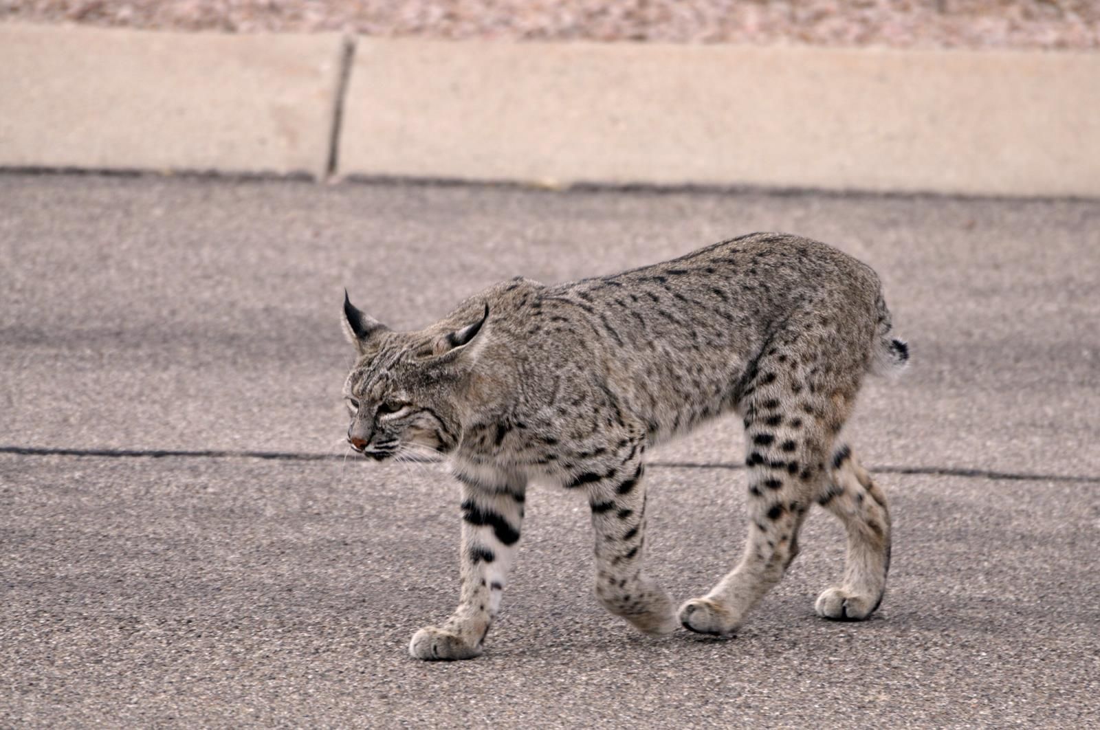 Backyard Bobcats